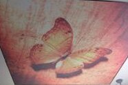 Большая бабочка на фотопечати натяжного потолка